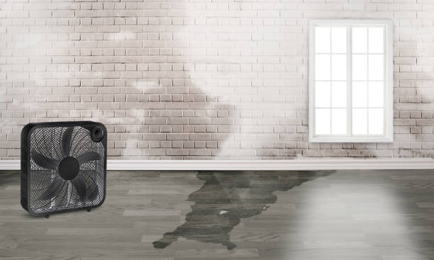 Best Mold removal after water damage  in Elk Mound, WI